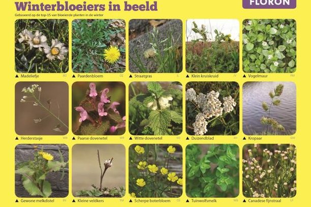 Image for Eindejaars Plantenjacht